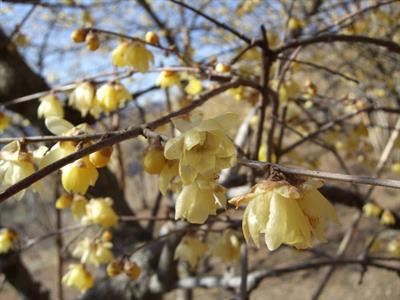 Chimonanthus praecox - گل یخ